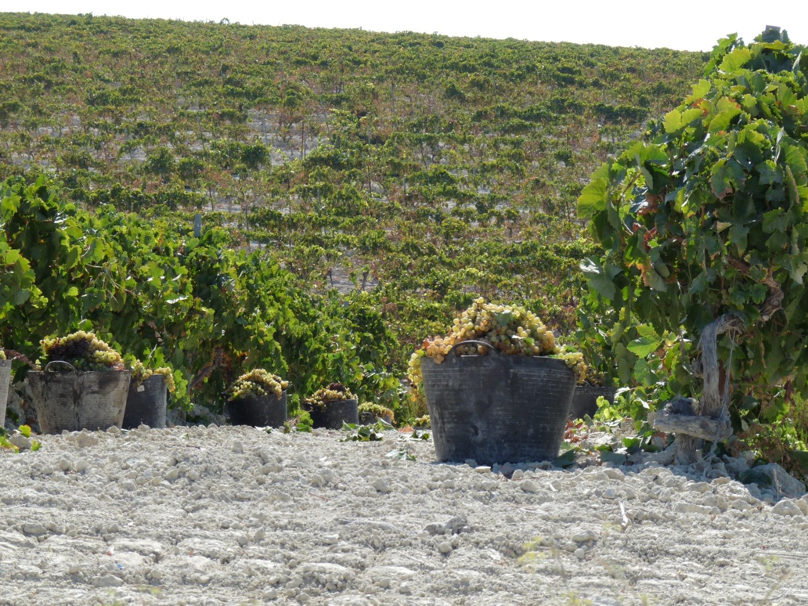 La vendimia ya está en marcha: descubre el Marco de Jerez entre viñedos.